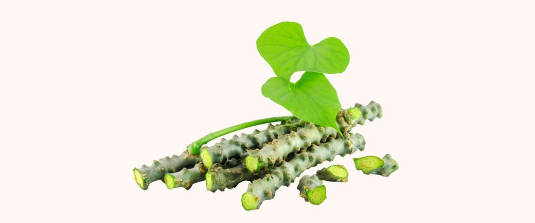 UNLOCKING THE POWER OF GUDUCHI: A HEALING HERB FOR MIND, BODY, AND SPIRIT - Guduchi Ayurveda